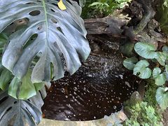 -Fern Forest Cafe