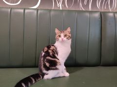 -遇见羊驼·奶狗咖·布偶猫咖·法斗柯基柴犬阿拉斯加(春熙路太古里IFS店)