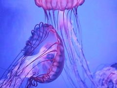 -暹罗海洋世界