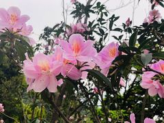 -梧桐山风景名胜区