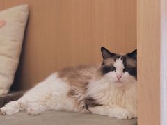 -CAT’S MEWSTAR CAFE·喵星球猫屋(晴湾咖啡店)