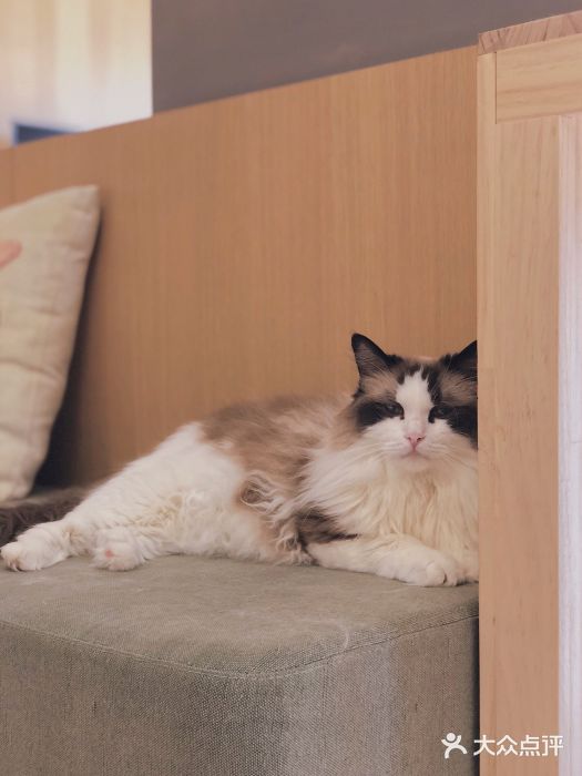 CAT’S MEWSTAR CAFE·喵星球猫屋(晴湾咖啡店)图片