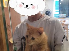 -楼上猫咖(罗湖店)
