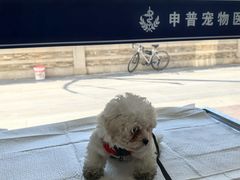 -申普宠物医院·眼科·心内科·影像科(普陀分院)