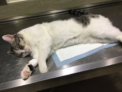 -暖阳宠物医院·犬猫康复中心·骨科