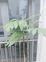 -HEYAN荷妍专业脱毛连锁机构