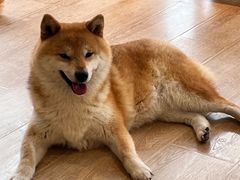 -南京Hallo宠物乐园·哈罗犬舍·柴犬繁育基地