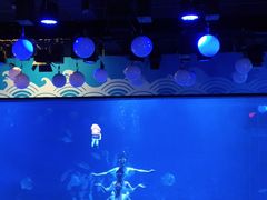 -烟台海昌鲸鲨海洋公园