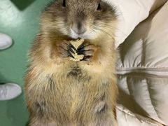 -藦茜花园宠物主题亲子互动体验馆(国顺东路店)