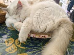 -平行世界·猫咖(首经贸店)