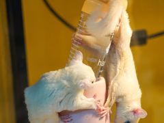 -青石桥花鸟鱼虫市场(叠翠城店)