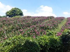 -松山湖梦幻百花洲
