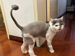 -乖乖宠物医院·猫科·急重症中心(车站北路分院)