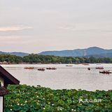 夏日赏荷限定，杭州人私藏20年的秘境餐厅‼️