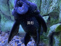 -上海海洋水族馆