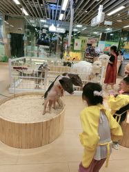 点击看大图 -小象动物公园