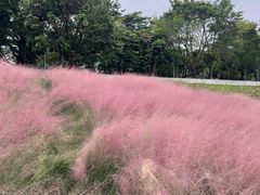 -观澜山水田园