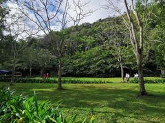 -野象谷景区
