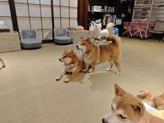 -逗柴咖啡屋·狗咖猫咖宠物桌游