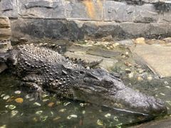 -上海大自然野生昆虫馆(东方明珠·爬宠昆虫探索中心)