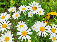 -国际非物质文化遗产博览园