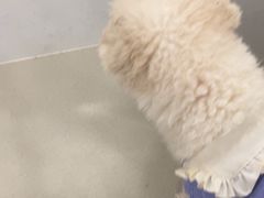 -共舞时光猫咖·狗咖(新街口店)