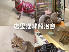 -藏猫猫咖啡主题馆(中央大道店)