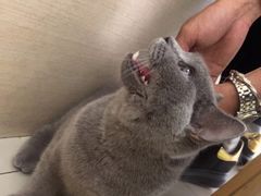 -宠颐生·恒爱宠物医院(静海店)