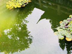 -上海醉白池公园