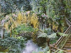 -深圳仙湖植物园