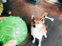 -啡语