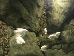 -苏州海洋馆