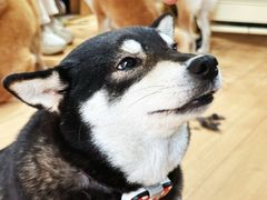 -是阿柴呀！柴犬咖啡·爱喵喵猫咖