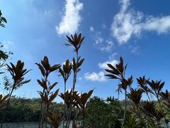 -深圳仙湖植物园