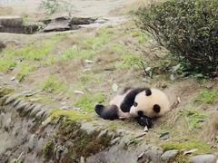 -中国大熊猫保护研究中心雅安碧峰峡基地