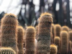 -南山植物园