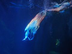 -海合安成都极地海洋公园