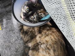 -艾吉宠物医院·疑难杂症转诊中心·猫友好(碧江路院)