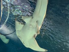 -上海海洋水族馆