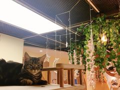 -猫和宫(六道口店)