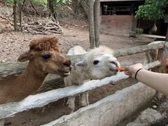 -清迈夜间动物园