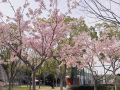 -新江湾城公园