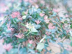 -安庆柴火馄饨(马道街店)