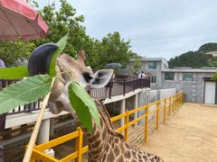 -西霞口神雕山野生动物世界
