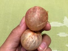 荔枝-罗约海滨温泉酒店-索莎西餐厅