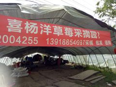 -喜杨洋草莓采摘园