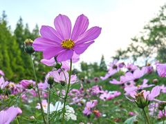 -桤木河湿地公园