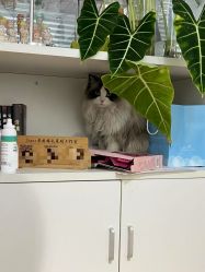 -Sugar苏格婚礼策划工作室