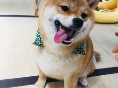-逗柴咖啡屋·狗咖猫咖宠物桌游