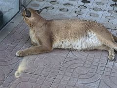 -西霞口神雕山野生动物世界